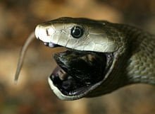 Cuánto cuesta una serpiente mamba negra