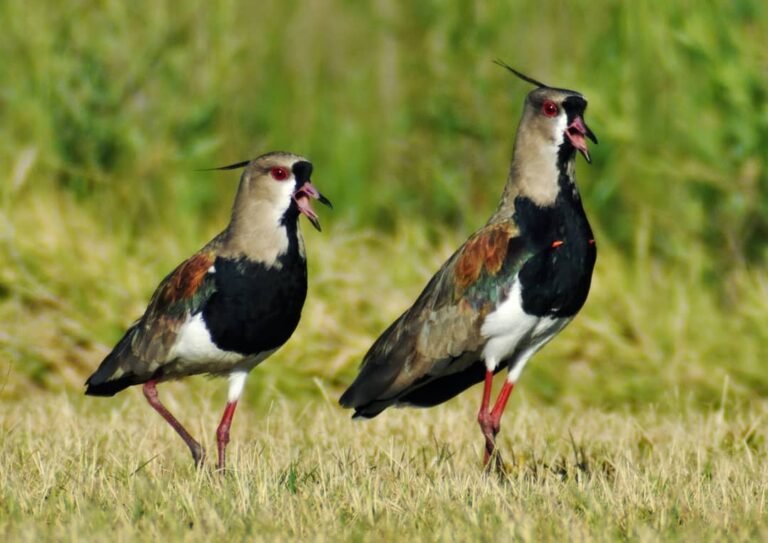 Cómo saber si el tero es macho o hembra 5 Cómo saber si el tero es macho o hembra