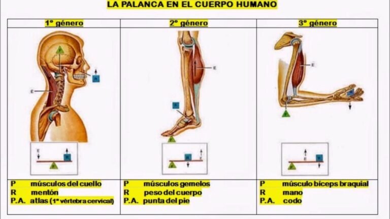 Cuáles son las 3 palancas del cuerpo humano 6 Cuáles son las 3 palancas del cuerpo humano