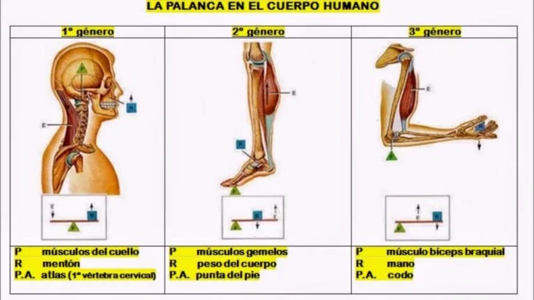 Cuáles son las 3 palancas del cuerpo humano