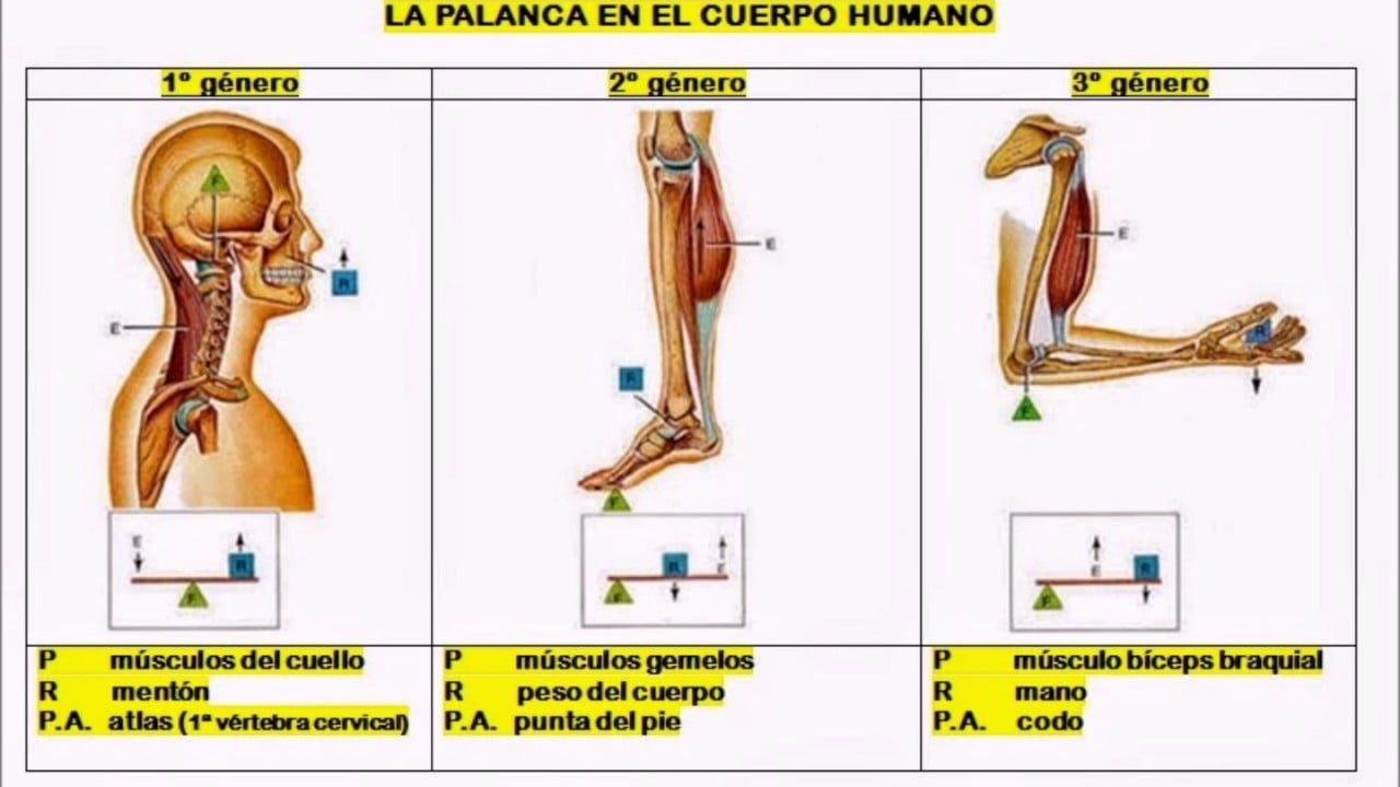 Cuáles son las 3 palancas del cuerpo humano 1