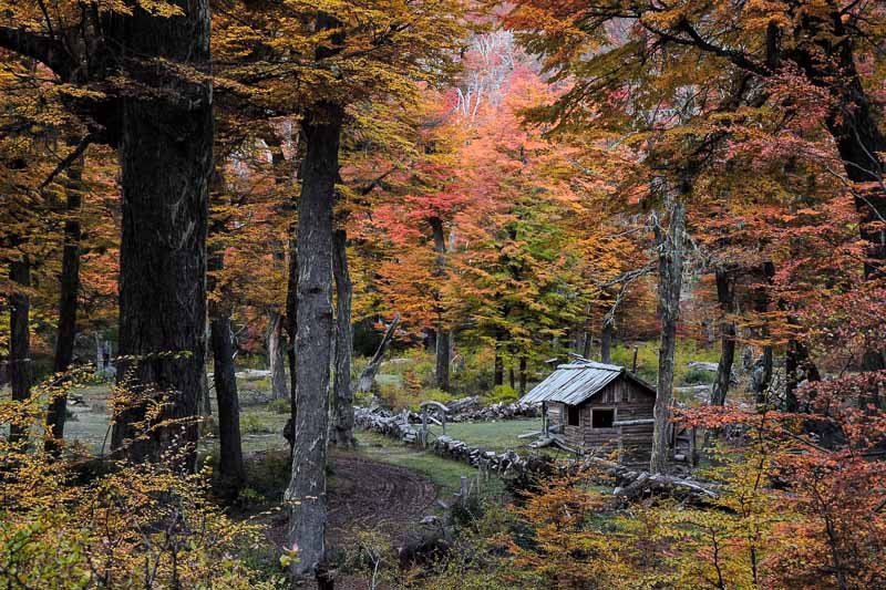 Otono en el bosque patagonico