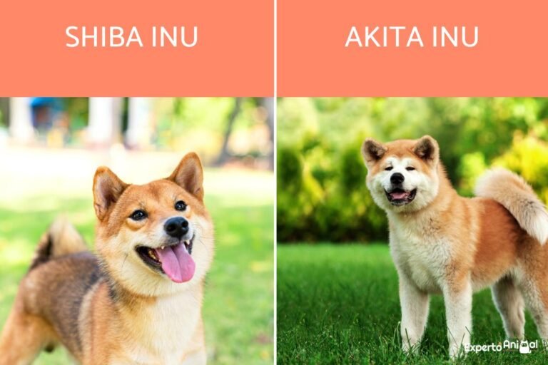 Akita Inu o Shiba Inu: Cuáles son las diferencias y similitudes 6 Akita Inu o Shiba Inu: Cuáles son las diferencias y similitudes