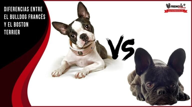 Bulldog Francés o Boston Terrier: cuál es la mejor raza para vos 3 Bulldog Francés o Boston Terrier: cuál es la mejor raza para vos