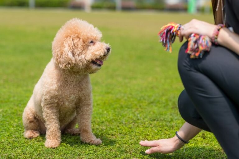 Cuánto mide un caniche micro toy: Información completa para dueños de mascotas 7 Cuánto mide un caniche micro toy: Información completa para dueños de mascotas