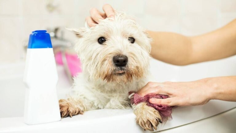 Cómo bañar a tu perro con jabón blanco de manera segura y efectiva 4 Cómo bañar a tu perro con jabón blanco de manera segura y efectiva