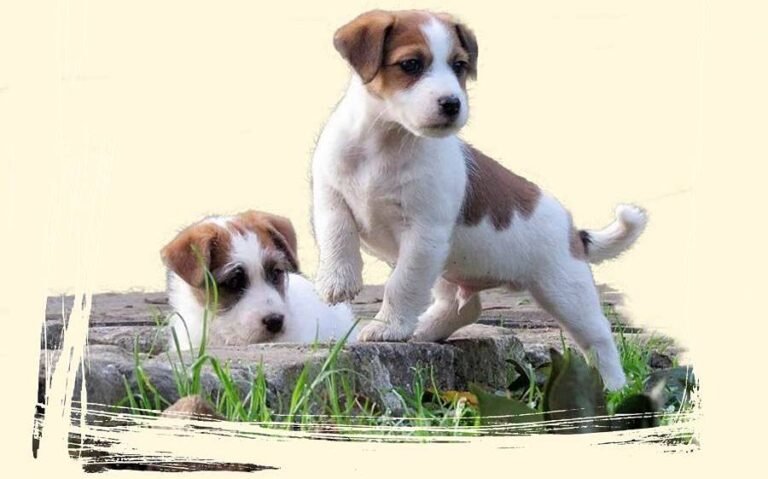 Cómo cuidar a un cachorro de Jack Russell Terrier en casa 7 Cómo cuidar a un cachorro de Jack Russell Terrier en casa