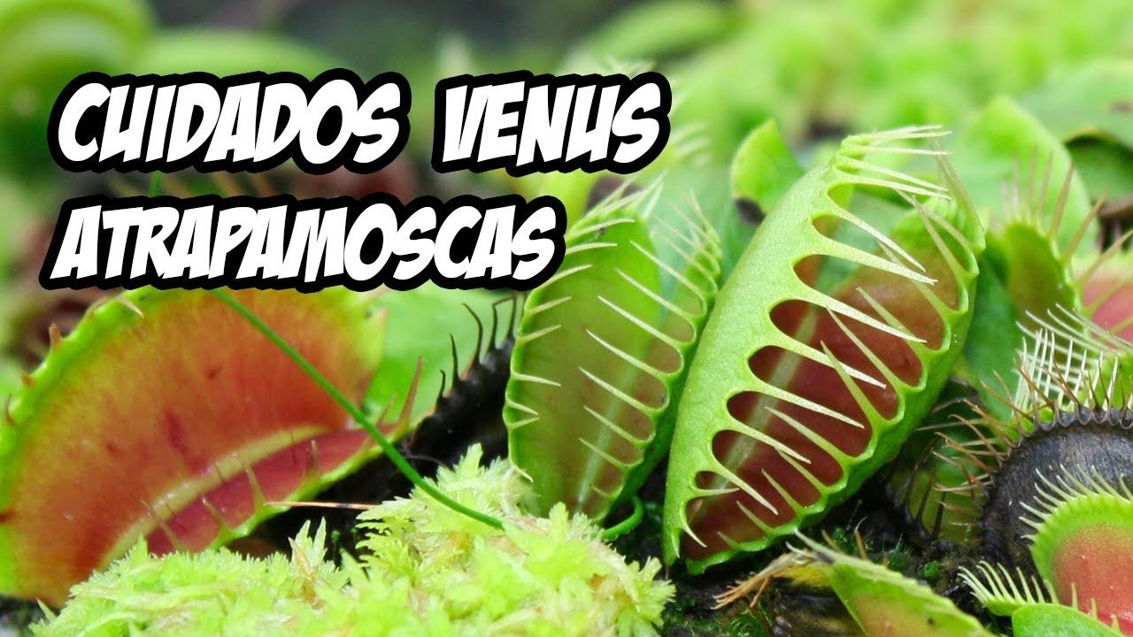 como cuidar adecuadamente a una venus atrapamoscas bebe en casa