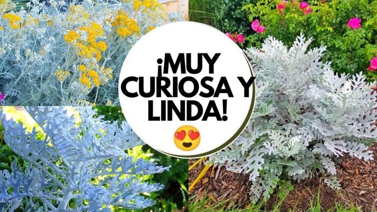 Cómo cuidar el Senecio Cineraria conocido como Dusty Miller en casa
