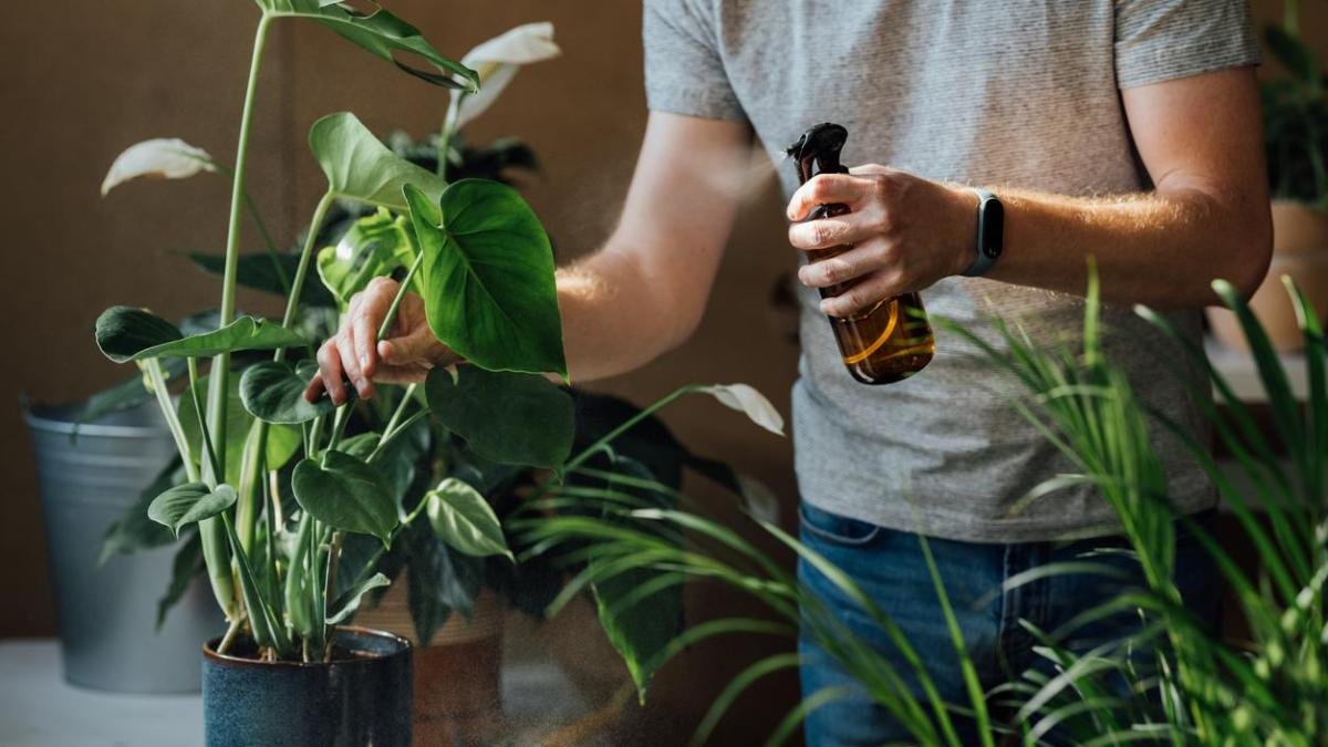 como cuidar la hoja de salon para que crezca saludable y hermosa