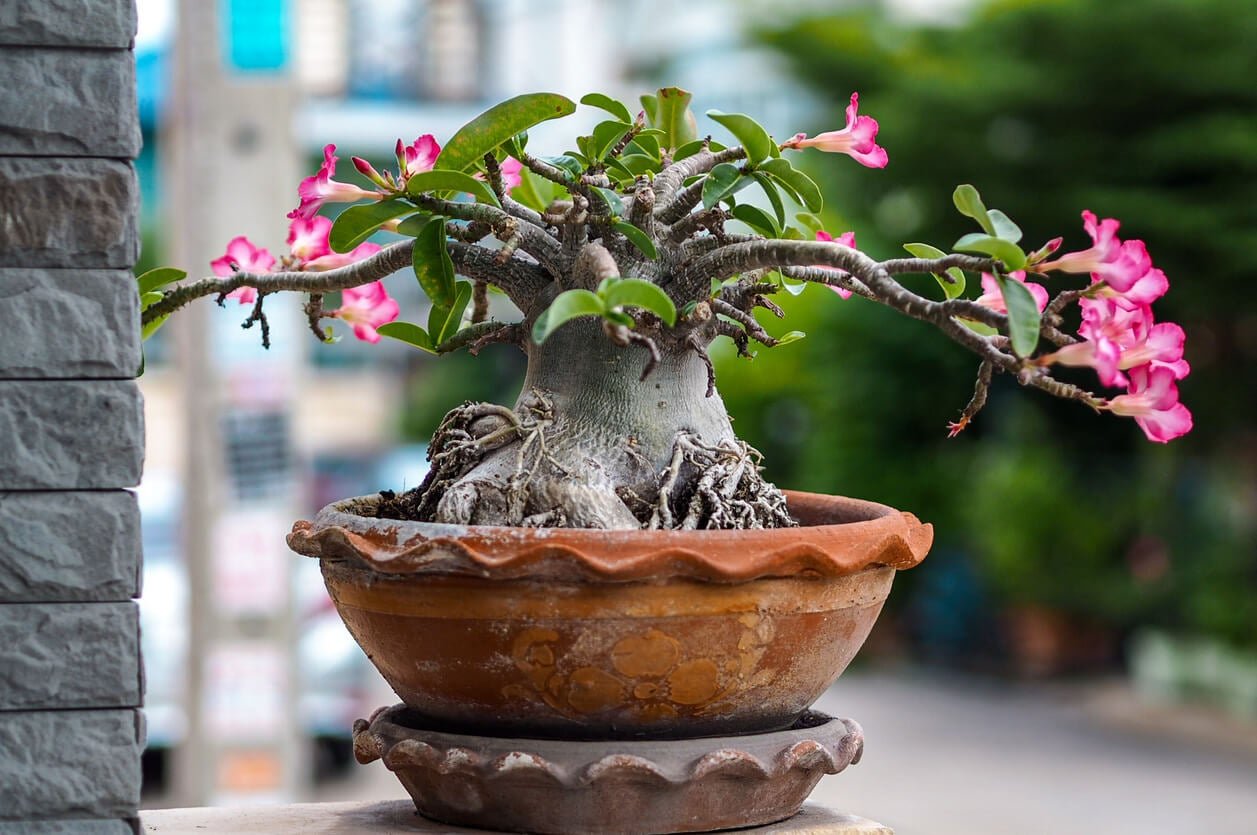 Cómo cuidar una rosa del desierto bonsái en casa 1 como cuidar una rosa del desierto bonsai en casa