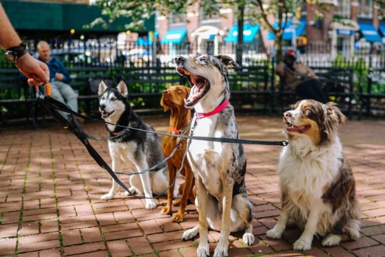 Cómo elegir la mejor correa para pasear varios perros juntos 4 Cómo elegir la mejor correa para pasear varios perros juntos