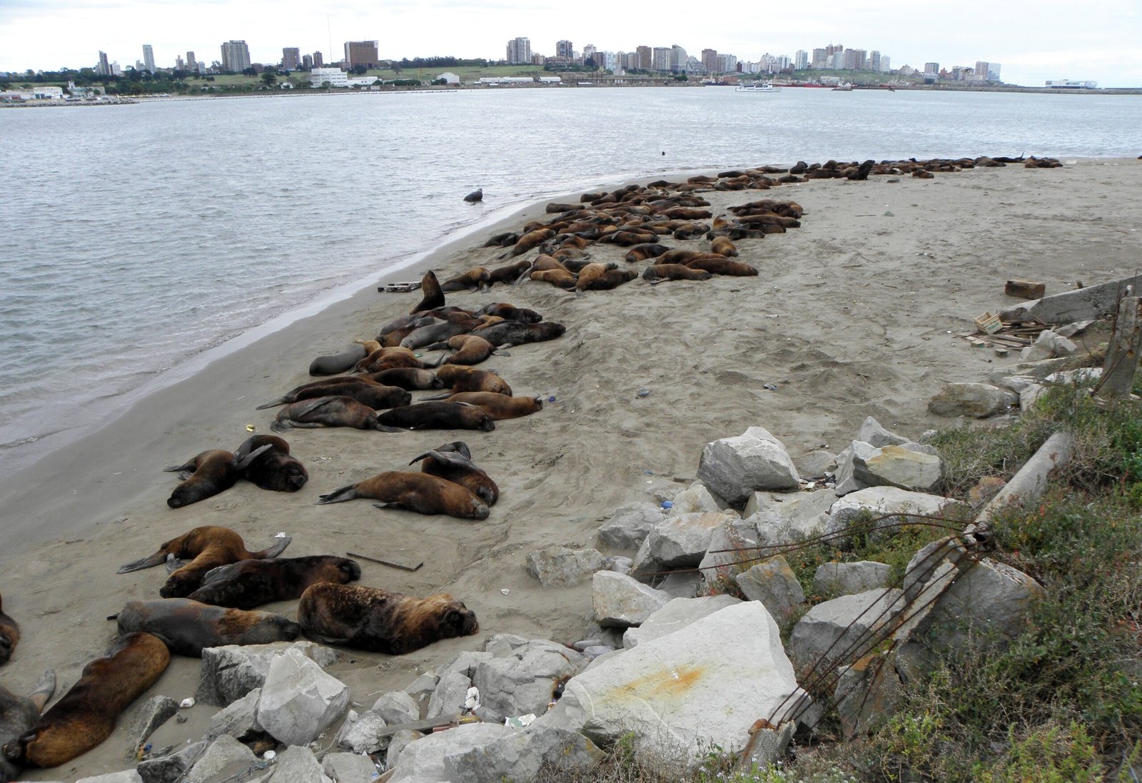 como observar lobos marinos en playa grande mar del plata scaled