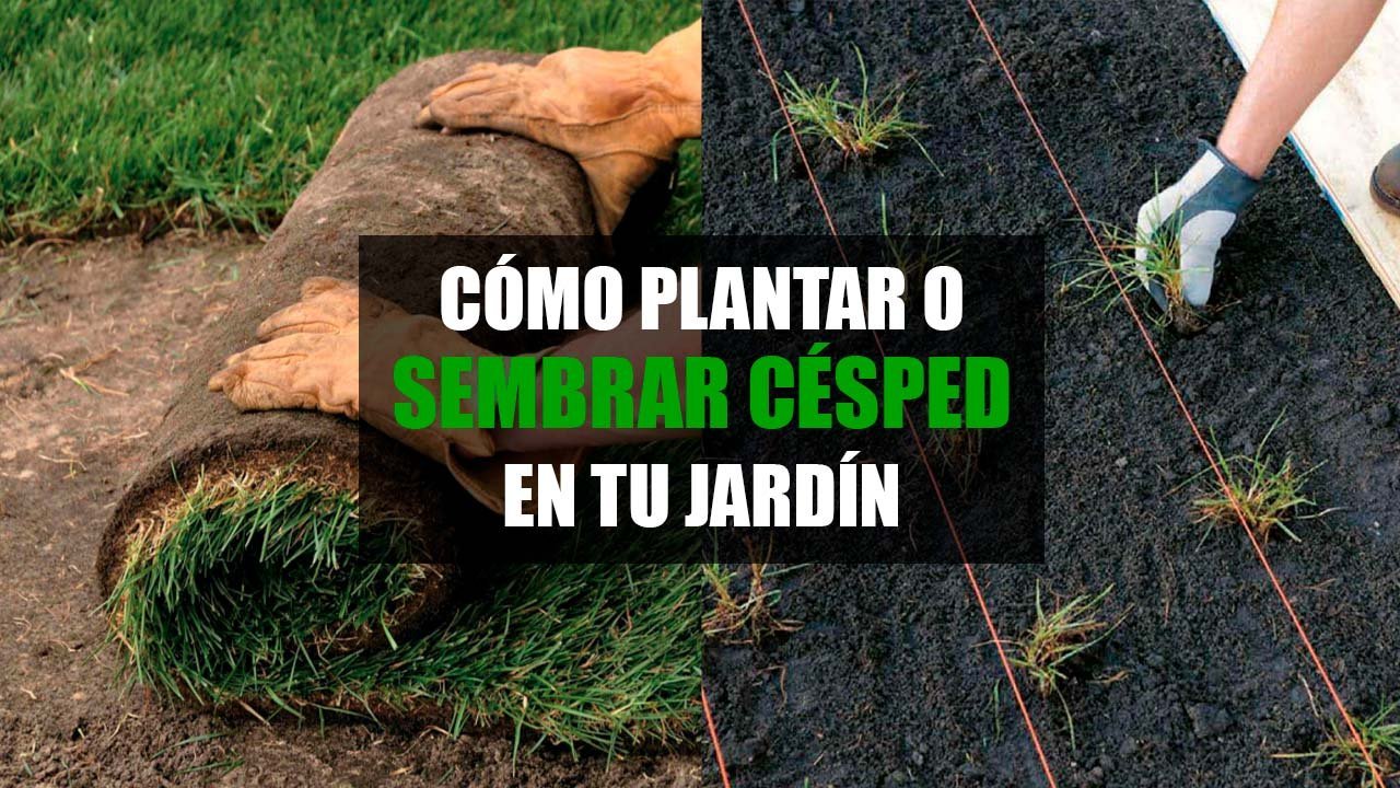 Cómo plantar césped rápido y obtener resultados en poco tiempo 1 como plantar cesped rapido y obtener resultados en poco tiempo