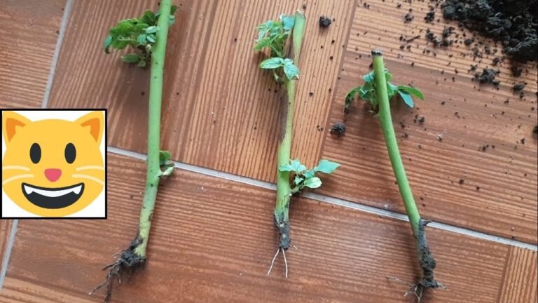 Cómo puedo plantar una rosa sin raíz y lograr que crezca 3 Cómo puedo plantar una rosa sin raíz y lograr que crezca