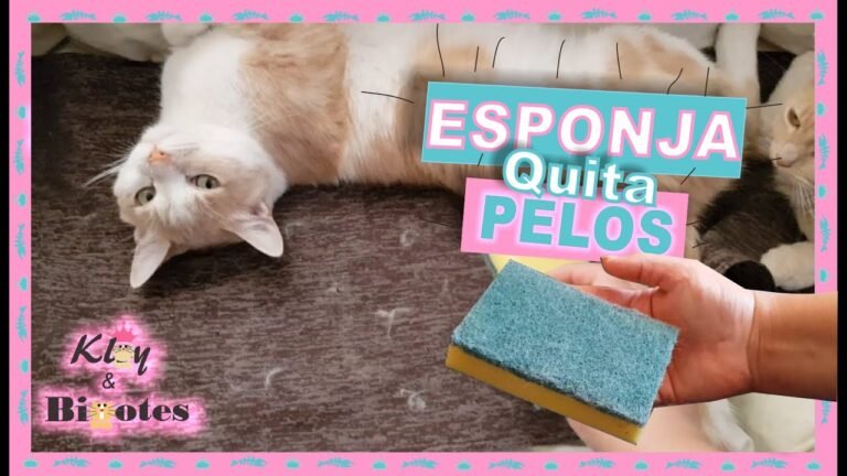 Cómo puedo quitar los pelos de gato de mi ropa y muebles 6 Cómo puedo quitar los pelos de gato de mi ropa y muebles