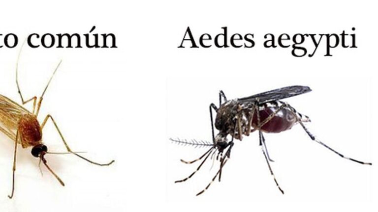 Cuáles son las diferencias entre el mosquito común y el Aedes aegypti 8 Cuáles son las diferencias entre el mosquito común y el Aedes aegypti