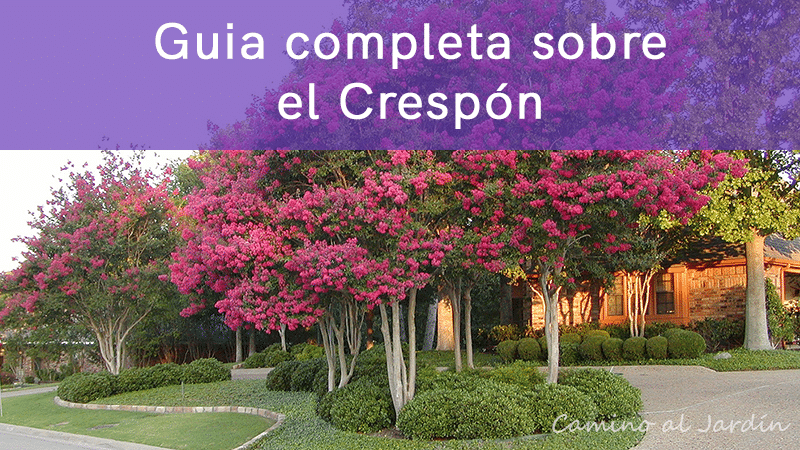 cuando es el mejor momento para plantar un crespon en tu jardin