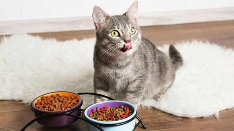 Cuántas veces al día deben comer los gatos para estar saludables