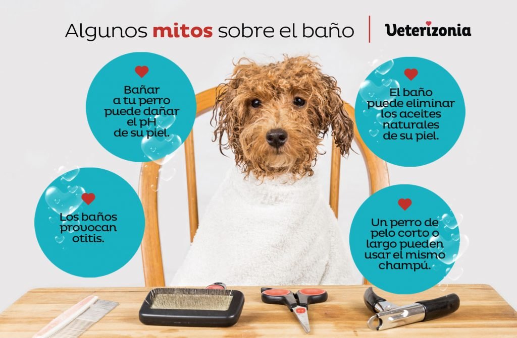 cuantas veces deberia banar a mi perro segun su raza y estilo de vida