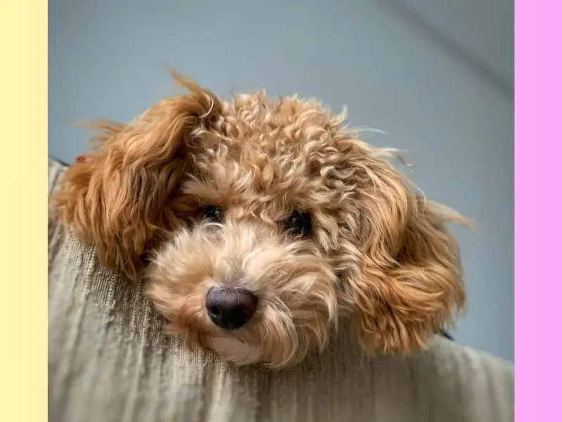 cuanto cuesta un caniche toy en argentina y que factores lo influyen