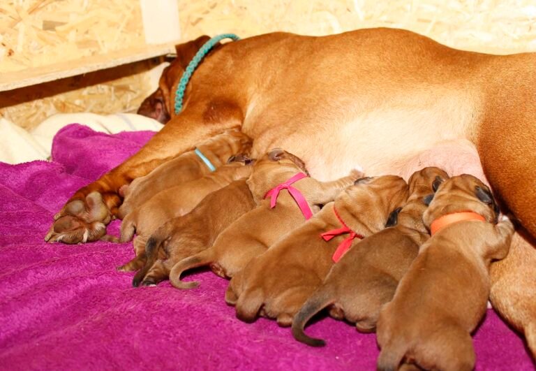 Cuánto tiempo dura el embarazo de un perro antes de dar a luz
