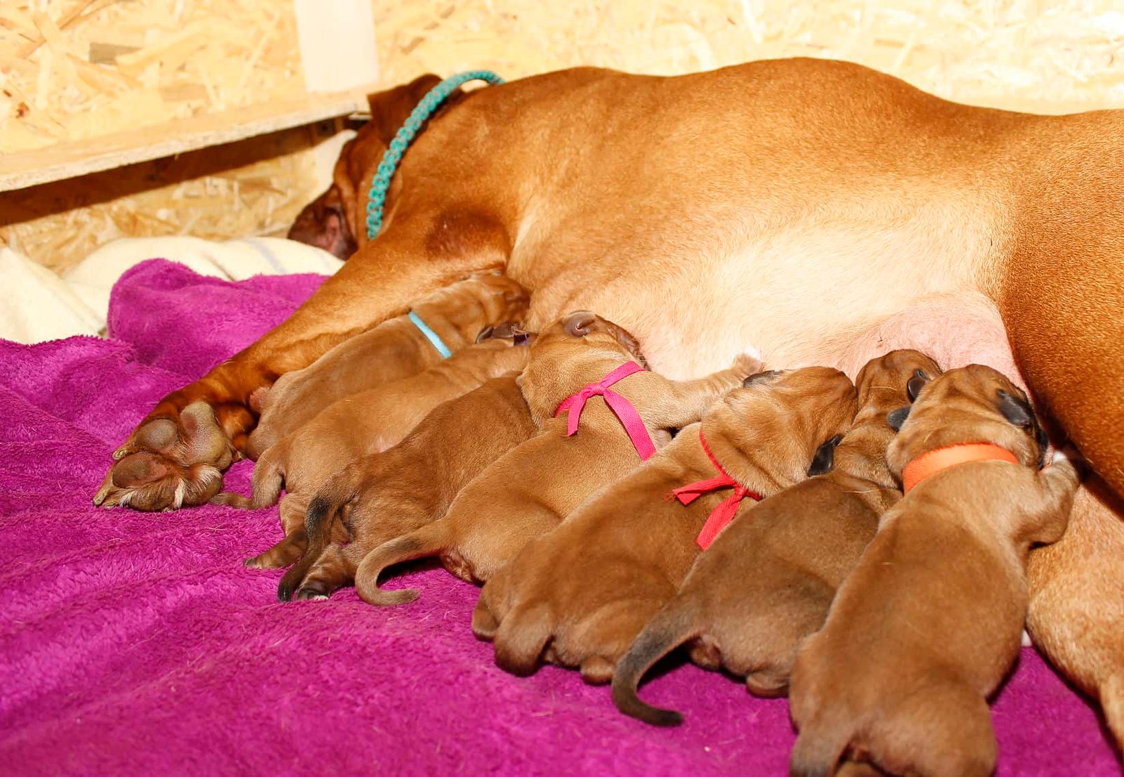 cuanto tiempo dura el embarazo de un perro antes de dar a luz