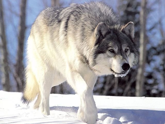 De qué tamaño puede llegar a ser un lobo en la naturaleza 5 De qué tamaño puede llegar a ser un lobo en la naturaleza