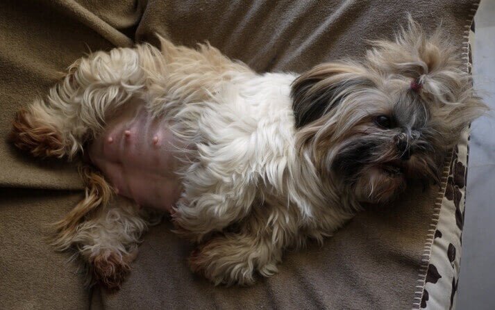 Desde qué día se cuenta el embarazo de una perra y cómo saberlo 2 Desde qué día se cuenta el embarazo de una perra y cómo saberlo