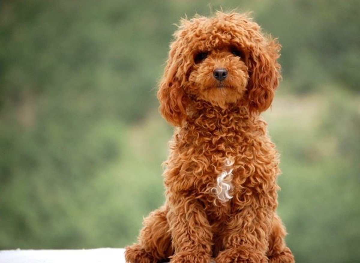 donde encontrar caniches micro toy bebes a la venta en argentina