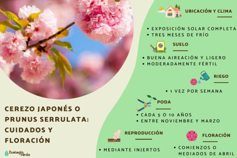 Dónde encontrar el árbol japonés de flores rosas y cómo cuidarlo 3 Dónde encontrar el árbol japonés de flores rosas y cómo cuidarlo
