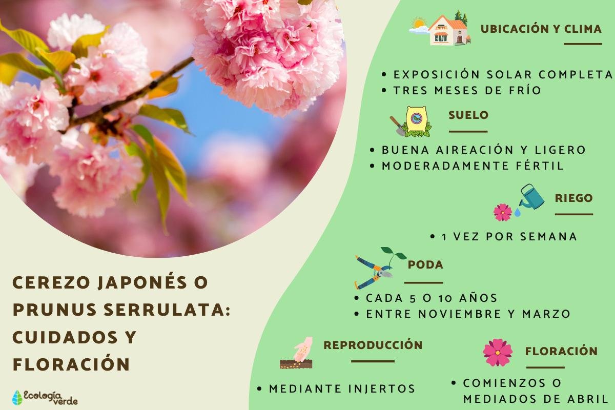 Dónde encontrar el árbol japonés de flores rosas y cómo cuidarlo 1 donde encontrar el arbol japones de flores rosas y como cuidarlo