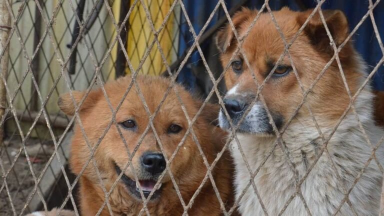 Dónde encontrar refugios de perros en Mendoza y cómo ayudarlos