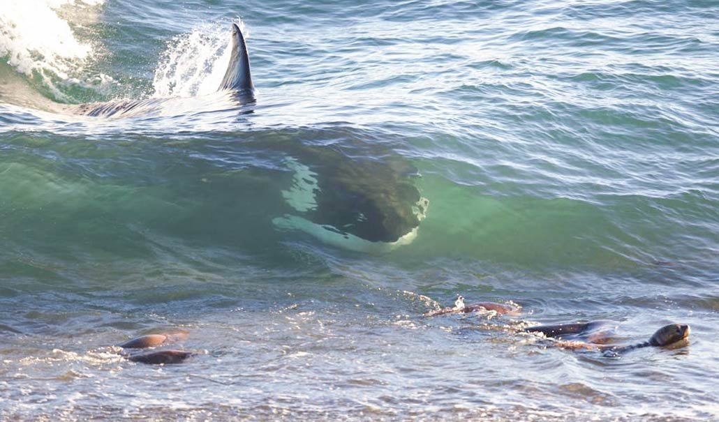 donde ver orcas en puerto madryn y cuando es la mejor temporada