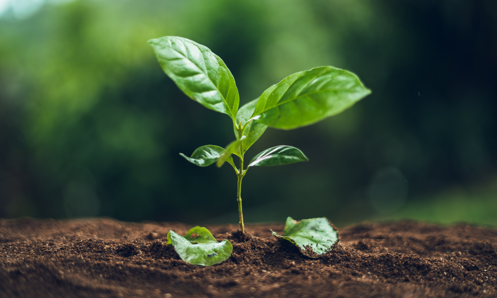 el cafe es realmente beneficioso para el crecimiento de las plantas