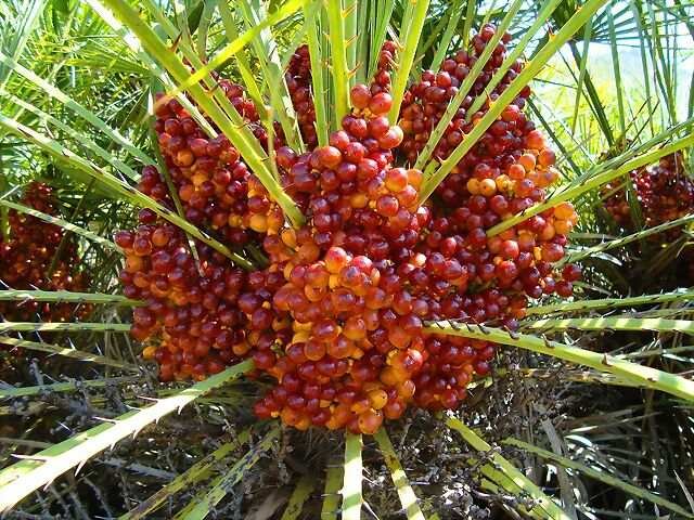 El palmito es mejor como planta de interior o exterior 4 El palmito es mejor como planta de interior o exterior