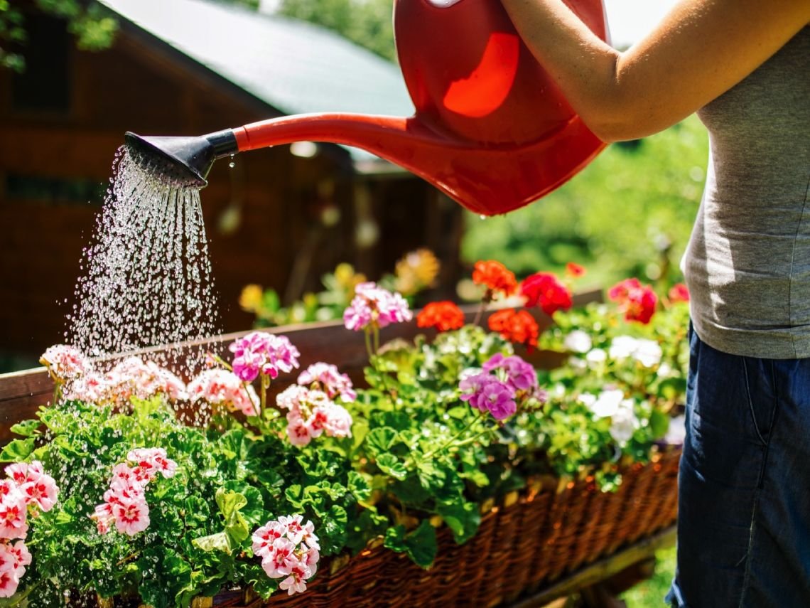en que momento del dia es mejor regar las plantas para su salud