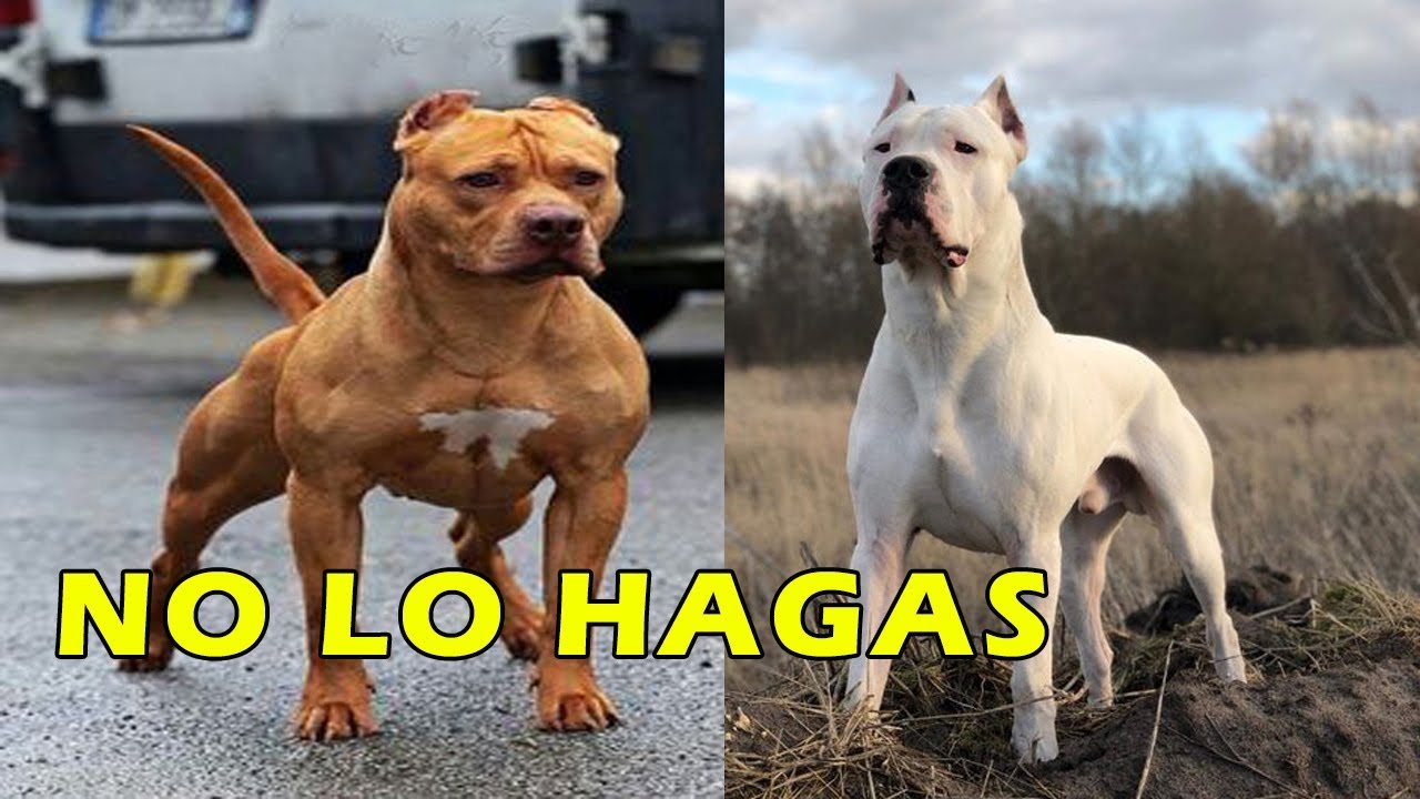 Es beneficioso cruzar un Dogo Argentino con un Pitbull 1 es beneficioso cruzar un dogo argentino con un pitbull