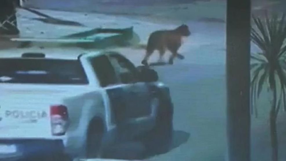 Es cierto que hay pumas sueltos en Villa Gesell y qué hacer al respecto 1 es cierto que hay pumas sueltos en villa gesell y que hacer al respecto