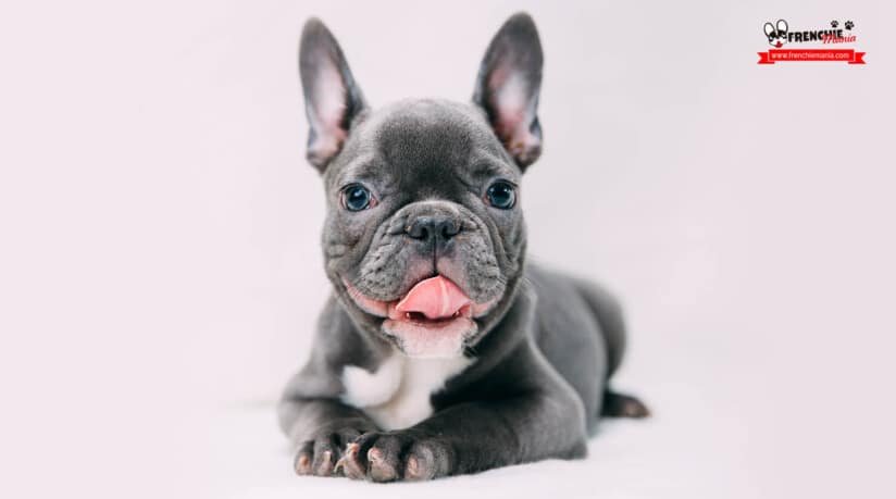 es el bulldog frances merle blue una raza reconocida y popular