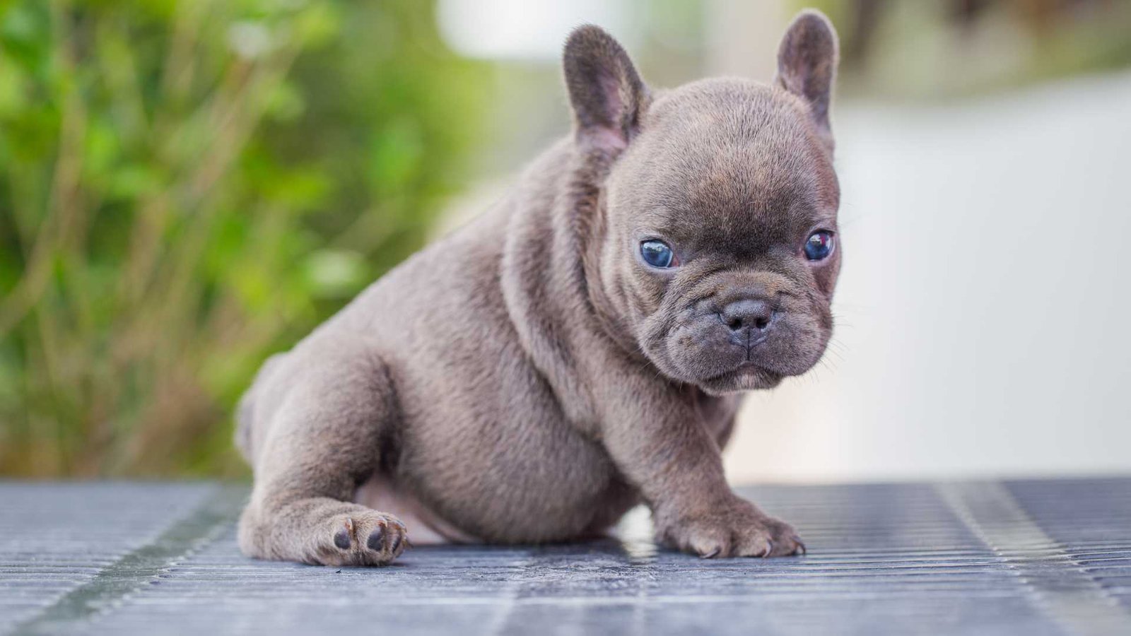 es posible encontrar un bulldog frances gris con ojos azules