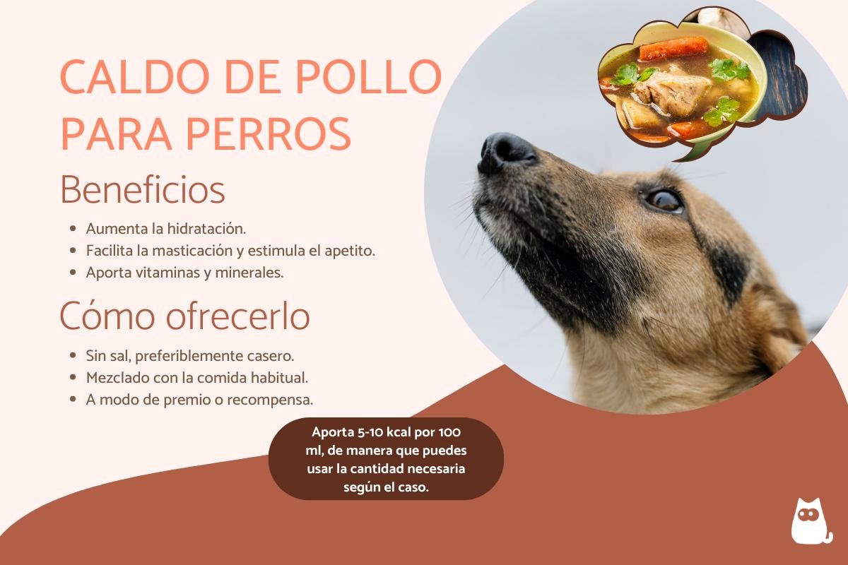 es seguro darle caldo de pollo a los perros y como hacerlo en casa