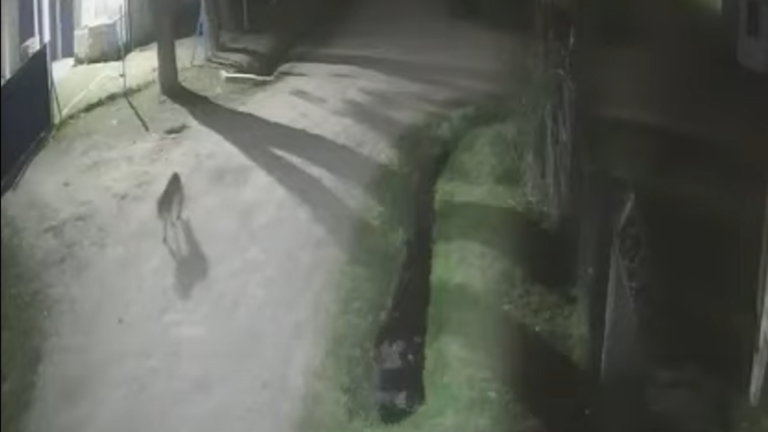 Hay un puma suelto en General Rodríguez y qué se sabe al respecto 4 Hay un puma suelto en General Rodríguez y qué se sabe al respecto