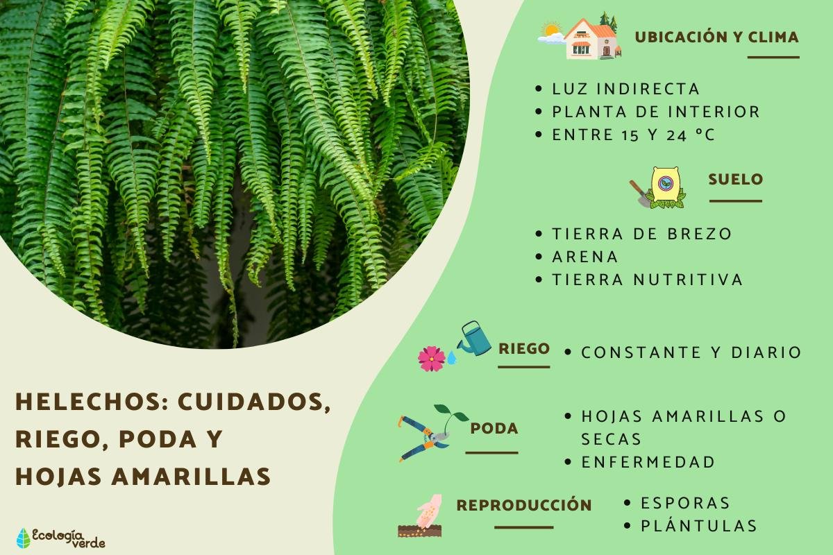 los helechos crecen mejor en sol o en sombra descubre la respuesta