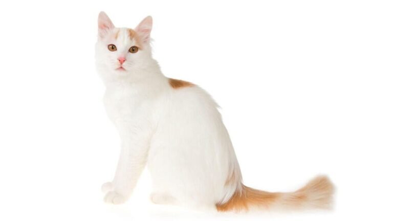 Por qué los gatos blancos tienen manchas naranjas en su pelaje 4 Por qué los gatos blancos tienen manchas naranjas en su pelaje