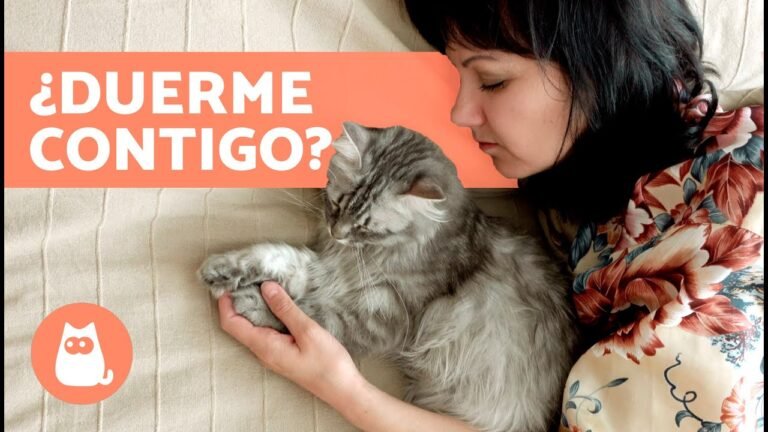 Por qué los gatos eligen dormir sobre sus dueños Aquí te lo explicamos 5 Por qué los gatos eligen dormir sobre sus dueños Aquí te lo explicamos