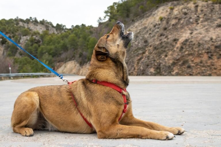 Por qué los perros aullando de noche inquietan a sus dueños