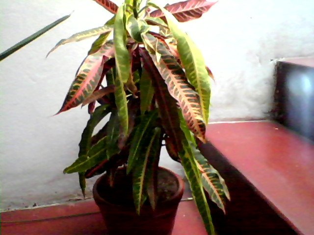 Por qué mi planta tiene hojas caídas y parece triste 1 por que mi planta tiene hojas caidas y parece triste