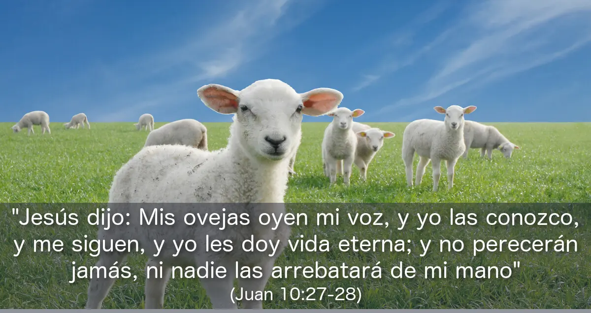 Por qué mis ovejas oyen mi voz y qué significa esto en la Biblia 1 por que mis ovejas oyen mi voz y que significa esto en la biblia