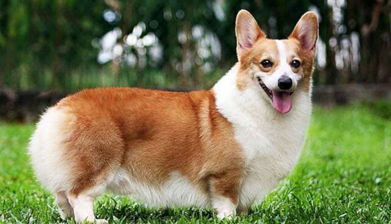 que caracteristicas hacen al corgi gales de pembroke una raza especial